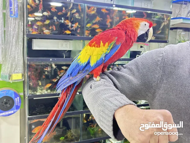 للبيع ببغأت أليفه متكلمه