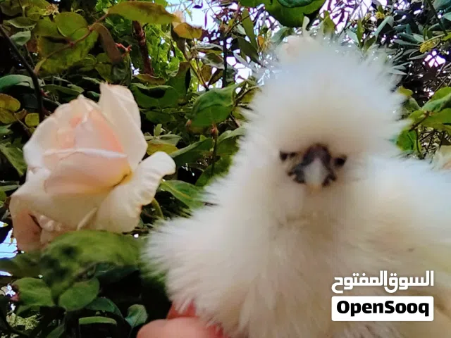 مطلوب جاج بلدي بسعر 4.50 جاج  الي عنده لا يبخل علينا