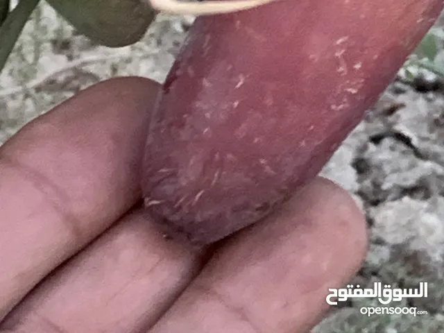 فسائل نخيل عنبر ونبة سيف وخلاص درجة اولى