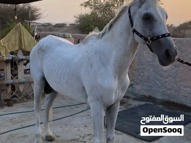 للبيع للجاد خيل سليم
