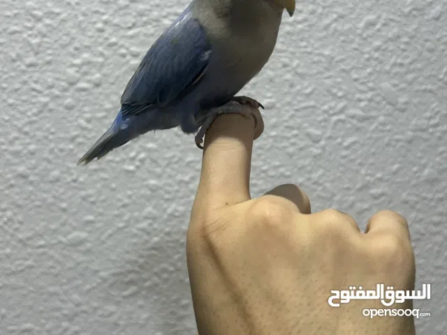 بغبغاء الروز