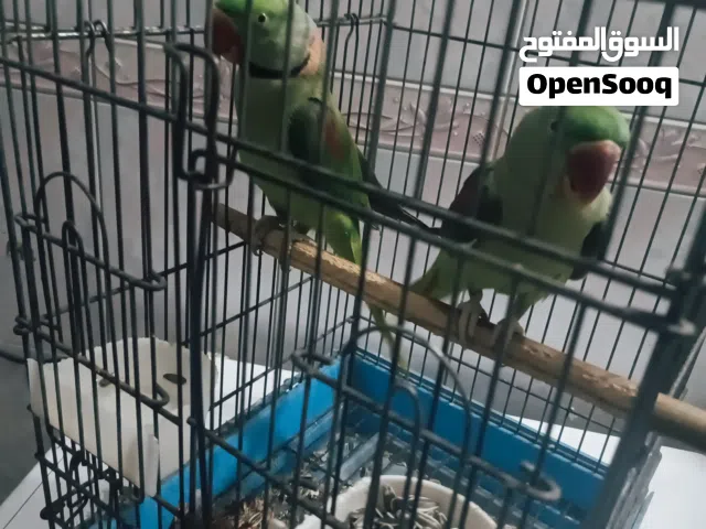 نيبالي زوج الفه قفص ياكل من اليد ضخمات