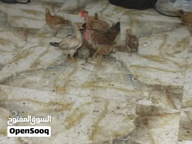 دجاج هي وافراخها شرط الصحه للبيع