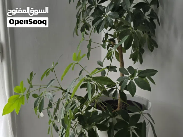 Huge collection of House Plants