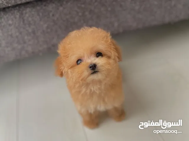 Teacup Poodle Puppy