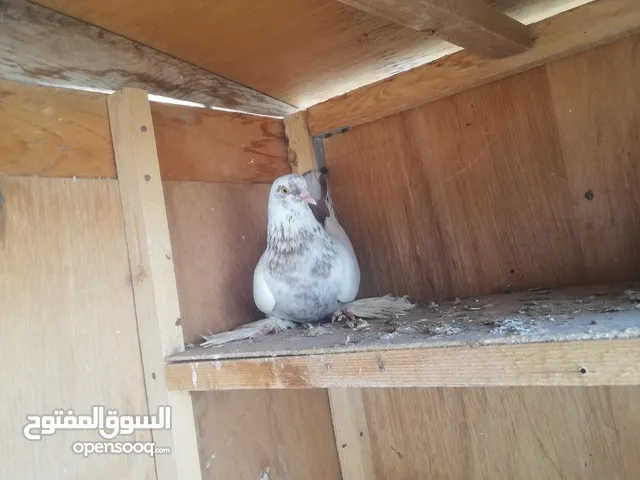 دكر شقلاب هزاز للبيع