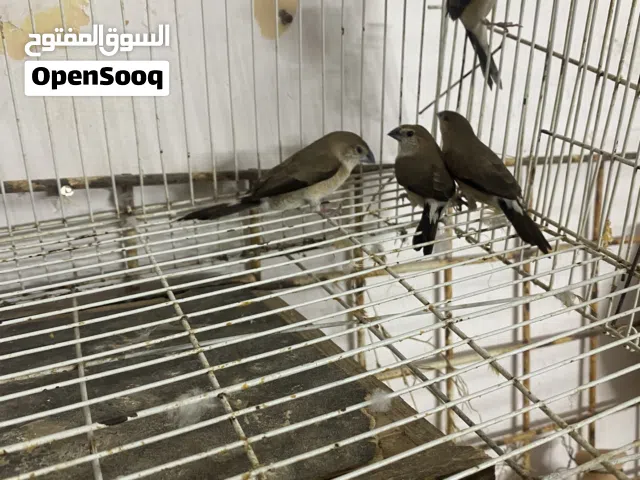 طيور شبيها لي طيور الزيبرا