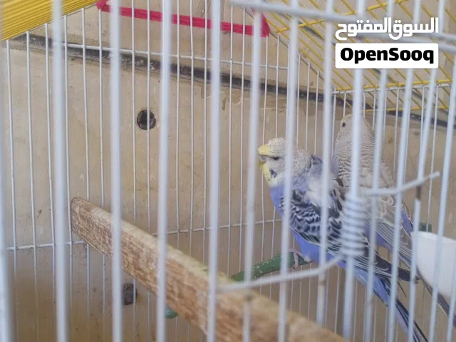 عصافير حب (البادجي) موجودين في اربد بدون قفص