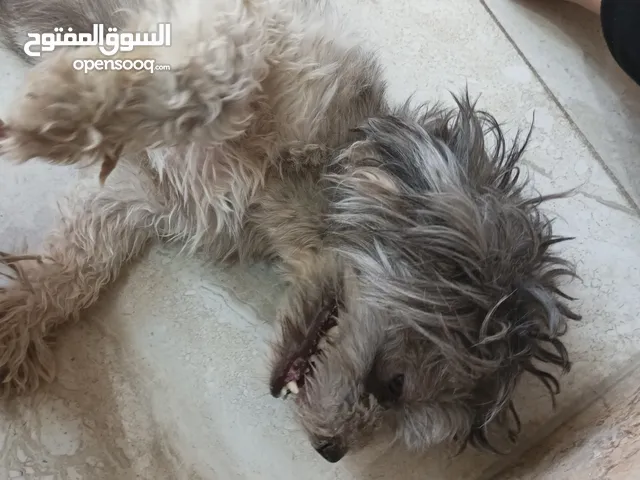 كلب ترري العوب الون رصاصي