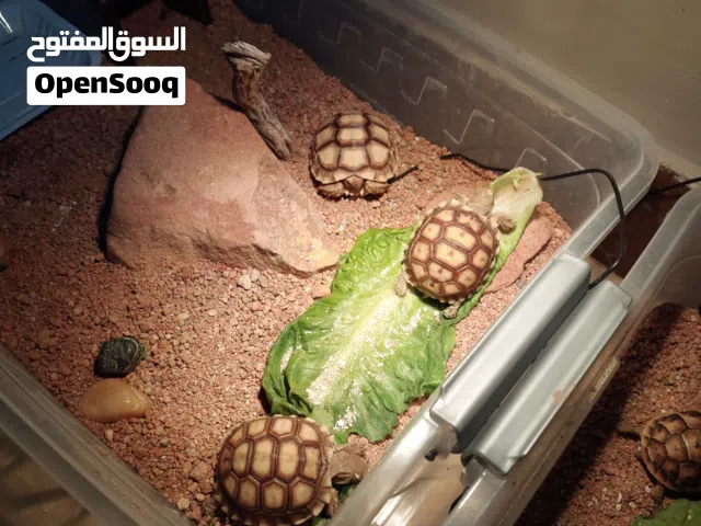 سلاحف سولكاتا بريه