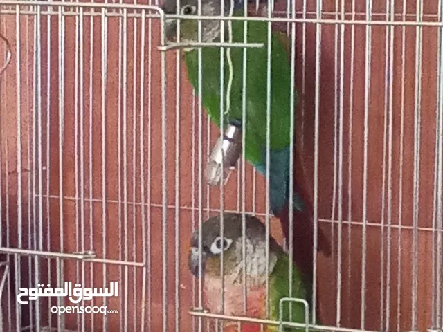 النوع : جرين تشك الجنس : زوج مفحوص dna الحالة : جاهزين للانتاج السعر : 1000 الموقع : رام الله