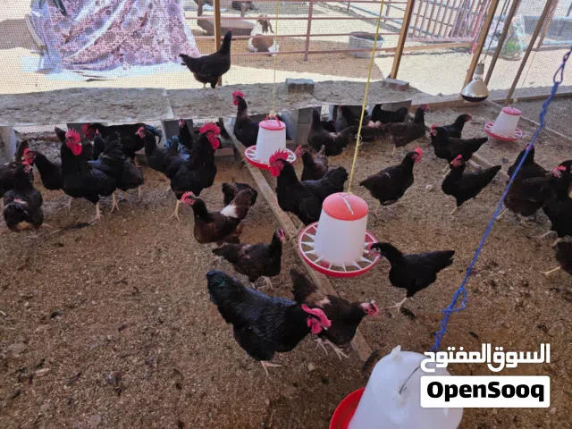 دجاج متنوع