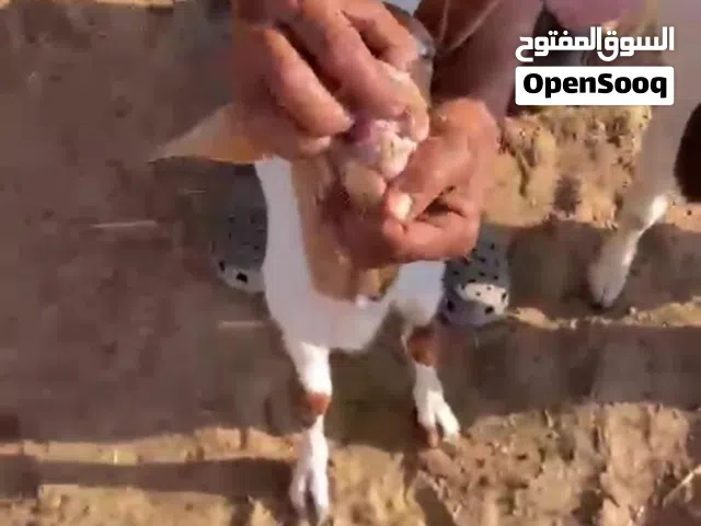اضاحي محلي الامارات