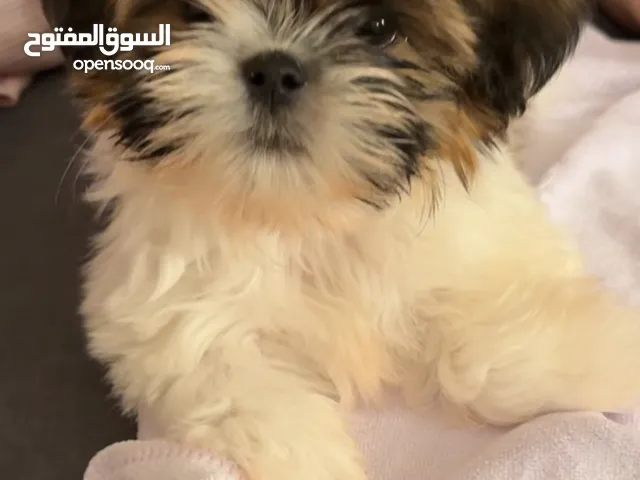 2 months old shih tzu puppy جرو شيتزو بعمر شهرين الجنس : انثى مع لقاحات و باسبورت