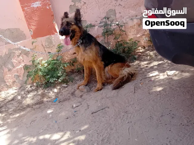 انثي جيرمن شيبرد
