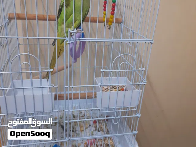 بغبغا متو متعلمة بصحة ممتازة واليفة تقول السلام عليكم حبي  تربية خاصة