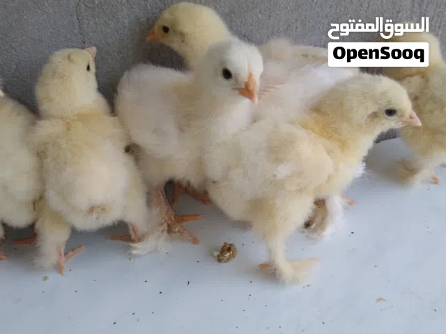 كتكوت براهما ثلجي