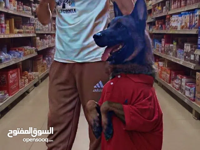 استضافه وفندقه ورعاية متكاملة للكلاب