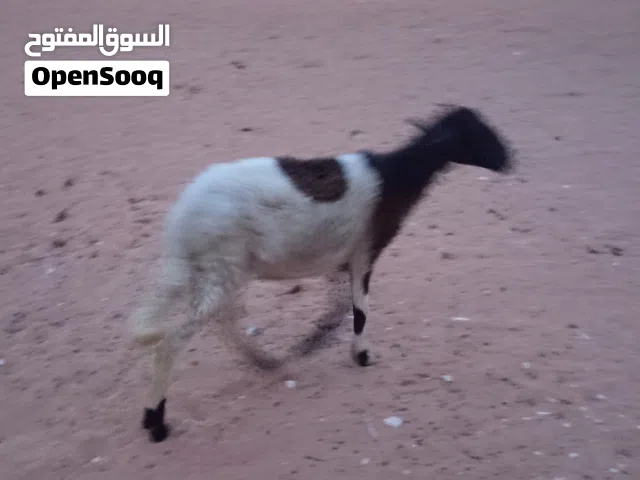 نعجه عشره ماشالله