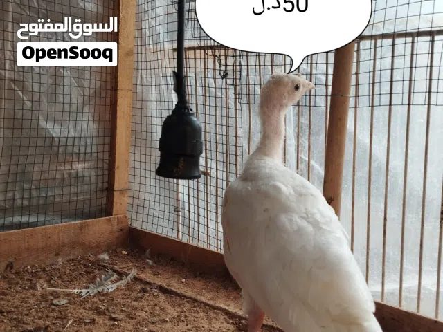 كتاكيت ديك رومي و كتاكيت عربيات بصحه ممتازه