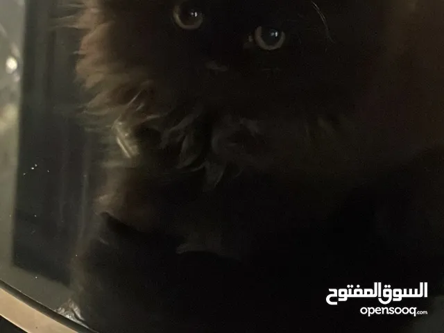 قطط سكوتش فولد مكس عدد 2 العمر شهرين وأسبوع إناث للبيع بسعر مغرررررري