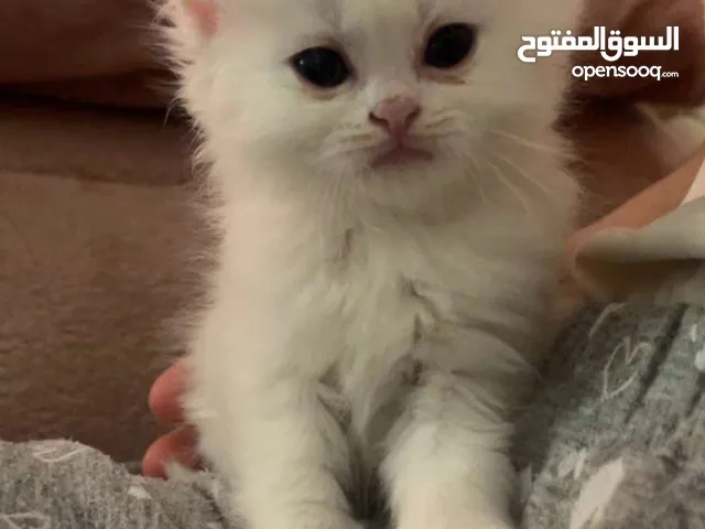 قطط مكس انغورا وشيرازي للبيع بسعر مناسبب جدا وقابل للتفاوض اكيد