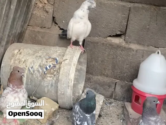 سلام عليكم هاي طيور البيع تور رمانيات هذن بصوره كلهن