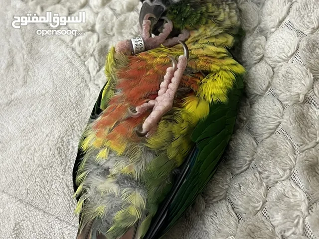 للبيع كنيور yellow-sided اليف جدًا مع الكبير و الصغير هدد داخلي و محجل رفيق مثالي و نشيط