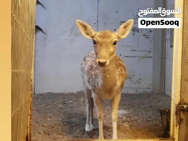 غزلان هولندي