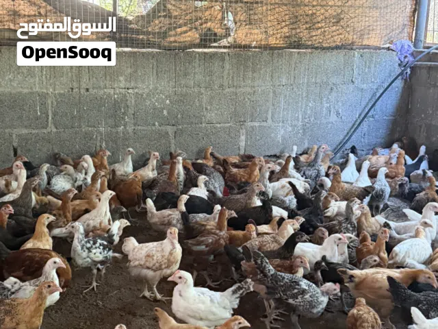 للبيع دواجن محلية بصحة عالية جداً عمر شهرين ونص