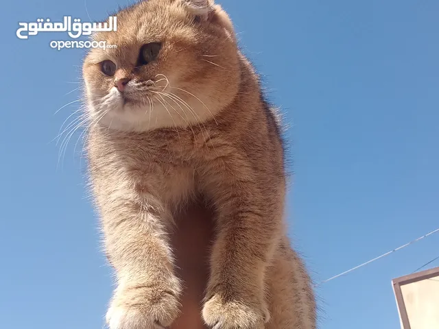 قطط سكوتش فولد للبيع اقرأ الوصف