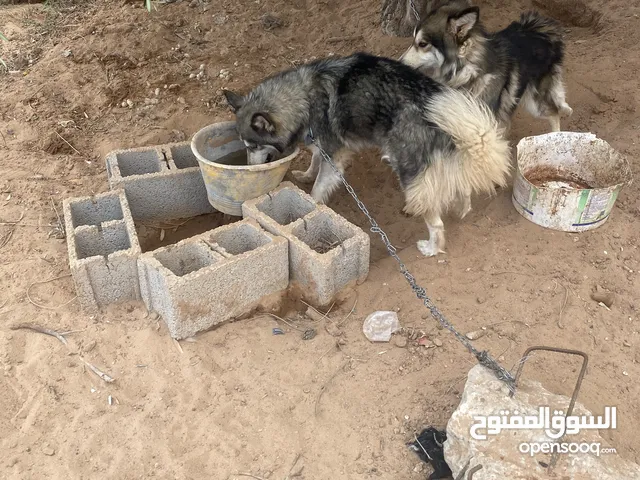 هاسكي دكر وانتى نضفين