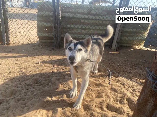 كلب هاسكي للبيع