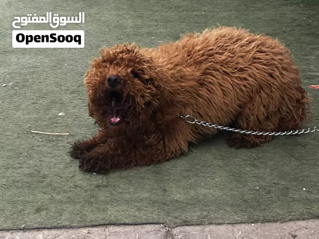 توي بودل مستوى عالي جدا