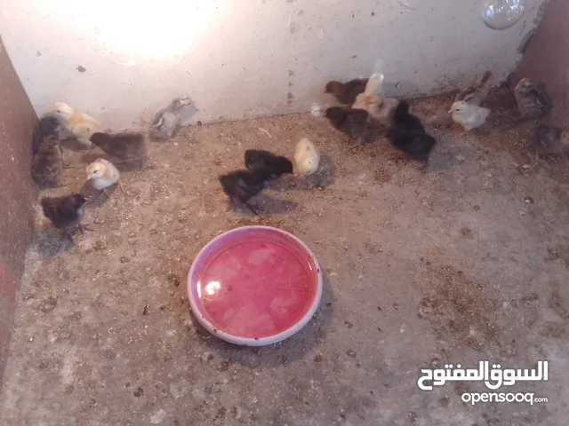 صيصان بلدي للبيع