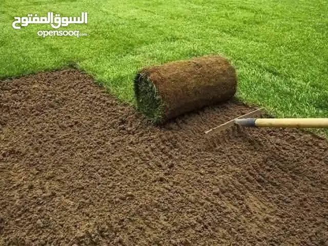 نجيل ديكوندرا ونجيل طبيعي
