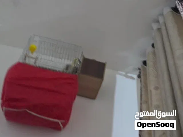 كوكتيل جوز للبيع