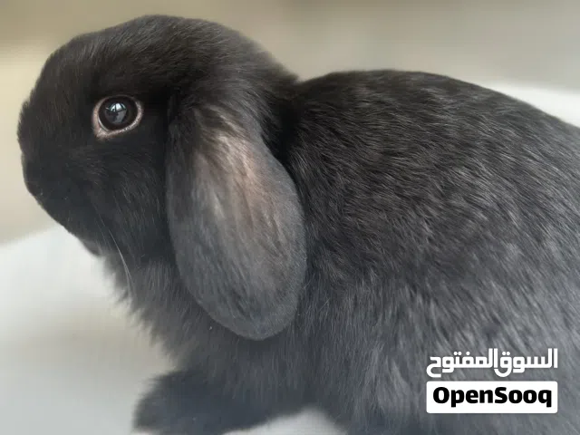 هولاندلوب انثى