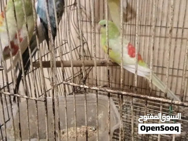 ذكور وإناث ريدرام