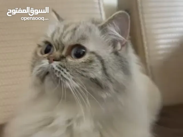 قطه هيمالايا