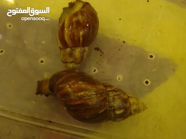 حلزونات افريقيا