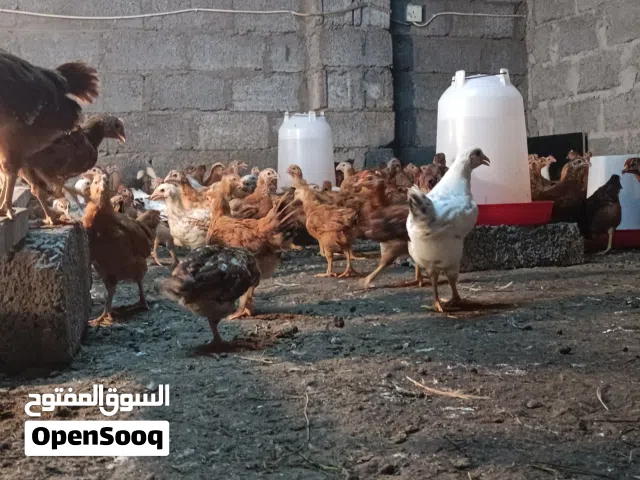 دجاج عماني وفرنسي مهجن