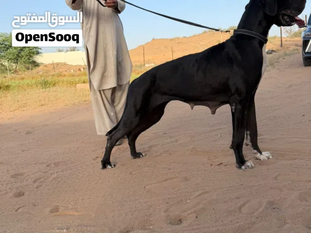 انثى قرين دان منتجه للبيع