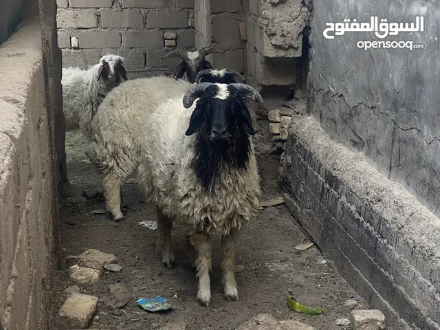 طليان يرهمن ضحيه وكصابه