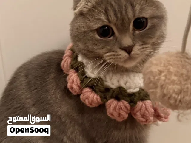 قطة سكوتش فولد