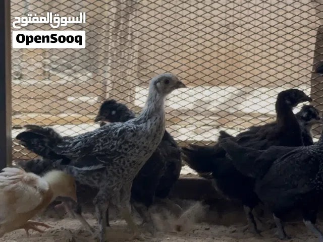 كتكوت للبيع العمر شهرين