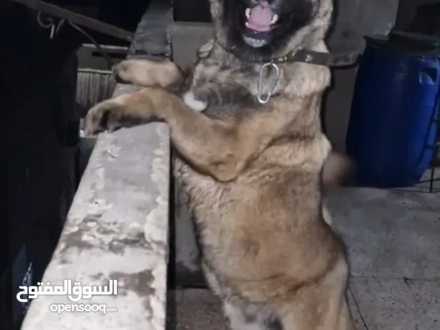ذكر أمريكان ايكيتا