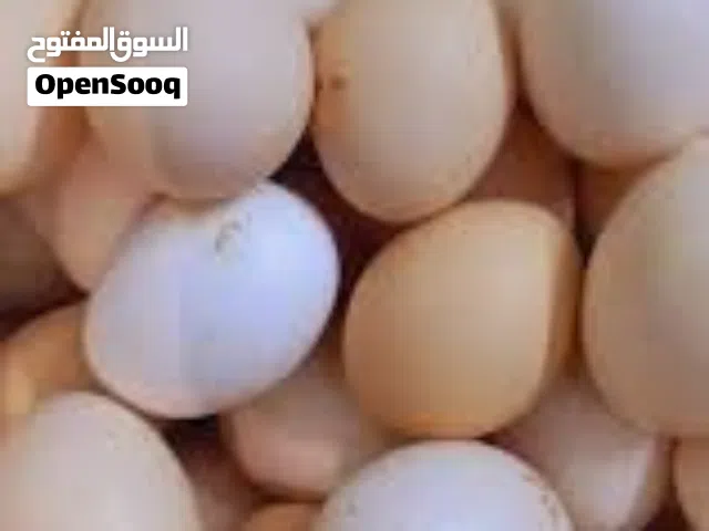متوفر بيض بلدي مخصب للفقاسات كميات