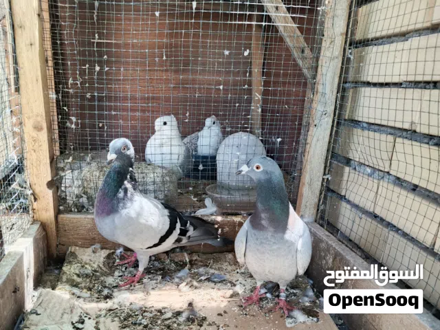 زواجل مقاليم حلوات ضخامه مو طبيعيه ومحجلات الفحل 25 و النثيه 26 حجلها