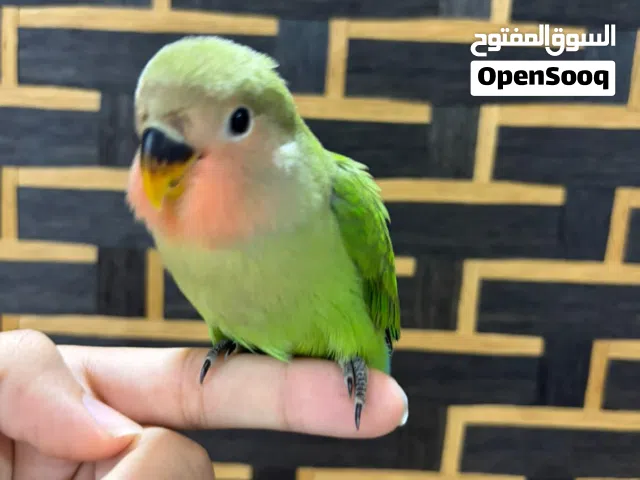 لاف بيرد اليف يصلح للجهال